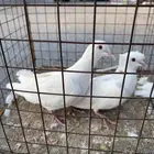 للبيع 6 حمام حبات ياكريم