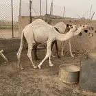 قعدان وضح للبيع فل الفل