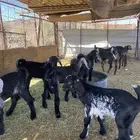 تيوس وجفار للبيع العدد 11نضيفه