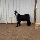 جذع عارضي صنف