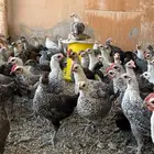 دجاج فروخ
