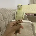 للبيع كروان اليف وهدد حمامه مايعرف العض