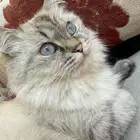 قطة للتزاوج (ما شاء الله)