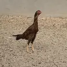 دجاجه باكستانيه