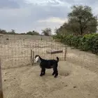 تيس عارضي مخصي نظيف ومقفل شحم