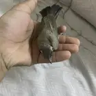 بلبل صغير وحش