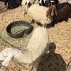 نعيم اشباب وطيبات