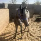 خيول فرس مهر مهره