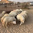 نوفر لكم ذبائح مع الذبح والتوصيل حسب الرغبه