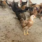 البيع صوصه الصحه شرط المرض شرط العدد 102 فروخ ألوان وضحه