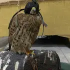 باشق طرح الحماد ابو راس ابيض مدرب