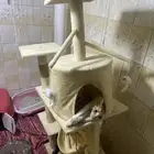 بيت قطط