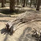 حمله دينه سعف للبيع