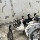 للبيع بط