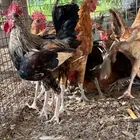اديكه 20 حبه