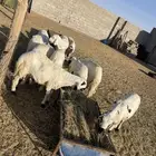 سواكن للبيع