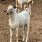 فحل بيشي السن جدع