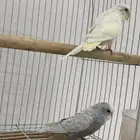 جوز عواشق للبيع