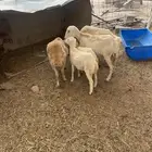 غنم رفيديات