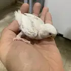 فروخ روز