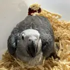 فروخ كاسكو وفرخ اكلكتس