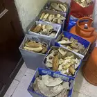 خبز ناشف للبيع 50