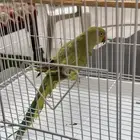 دره انثى للبيع