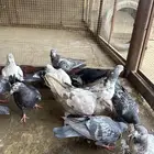 حمام مشكل