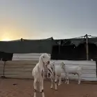 عنز هولندية جرم ناهي و دافع و معها 2 تيوس كبار مشاريع