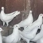 حمام فرنسي جانبو