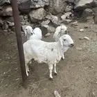 سواكني مرابي