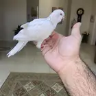 فرخ كويكر نهاية غر ( تم البيع )