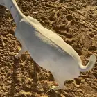 تيوس مرباه