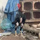 ديك شامو ياباني