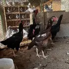 طقم فارسي الماني فاخر