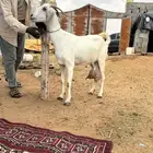 عنز بيشيه خصم حليب كفو ومعها جفرتين