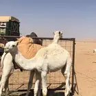 حاشي حوار