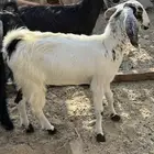جفره شحم ولحم مقفله من غنم الوالد