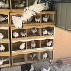 حمام باكستان للبيع