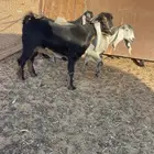 معزا عوارض صنف دفيع