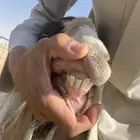معزا ولد