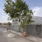 شجر
