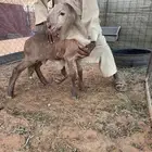 طلي صغير عمره شهر داغور ويصلح فحل