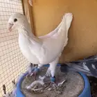 طيور