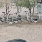 وز عراقي بيور