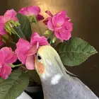 للبيع طيور اليفة