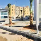 نخيل واشنطني زينه