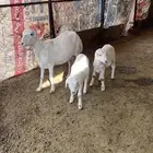 شاه رفيديه
