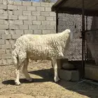 خروف فحل جذع