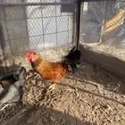 ديك عربي اصيل